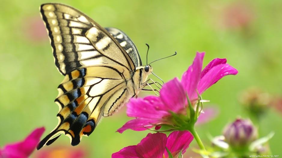 Giải mã ý nghĩa của giấc mơ thấy bướm | Phong Thủy Cho Người Việt, Xem Phong Thủy, Tư Vấn Phong Thủy - BlogPhongThuy.com
