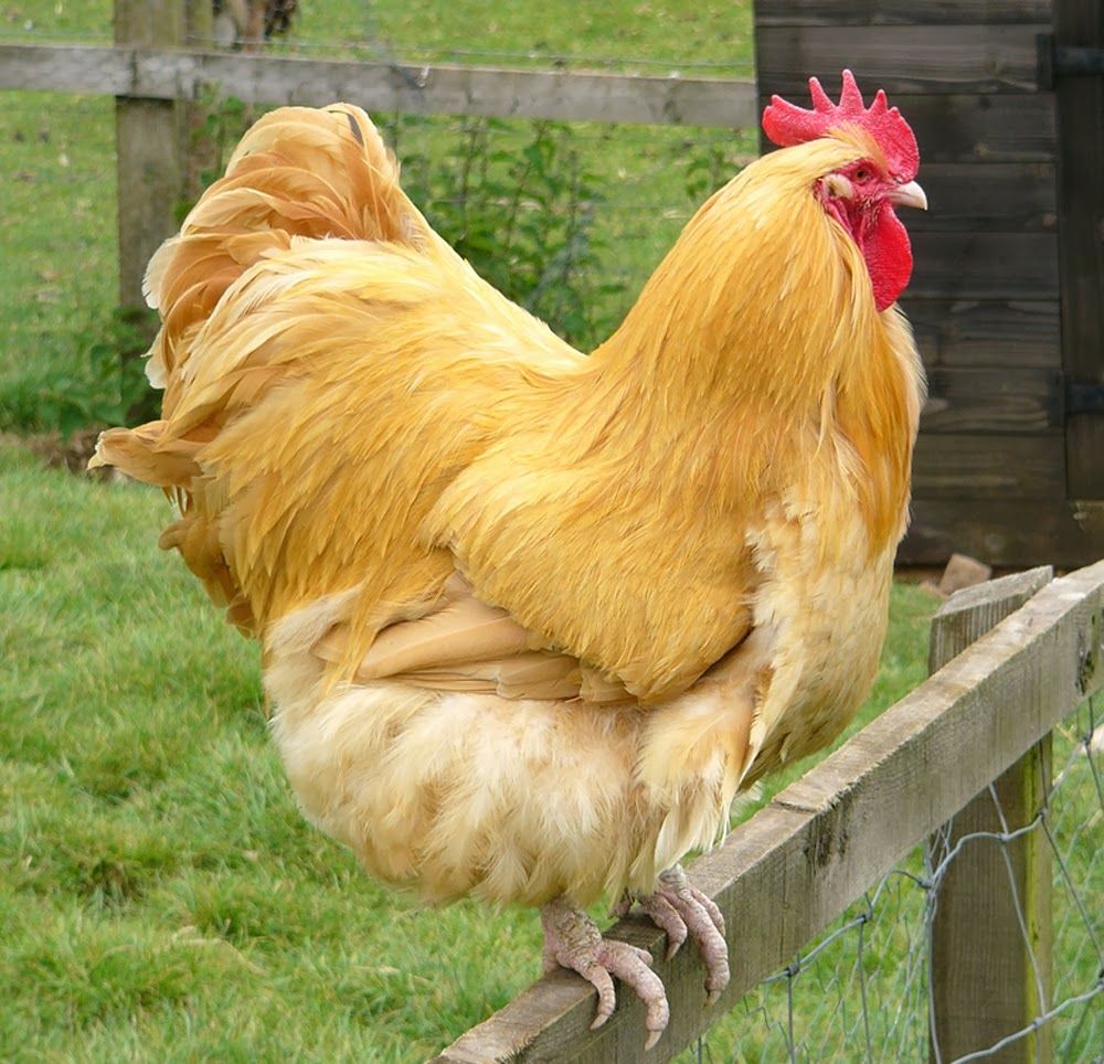 Gà Orpington ✓ Một trong 6 giống gà đắt nhất thế giới hiện nay