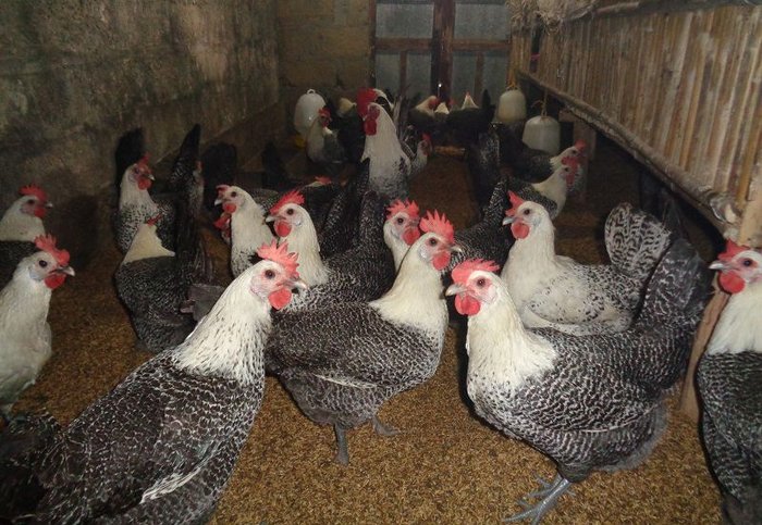 Giống gà siêu trứng Ai Cập: Đặc điểm và cách chăm sóc - Chăm Sóc Nông Nghiệp 24h