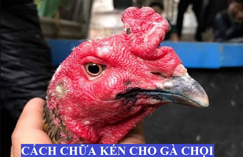 Cách Chăm Sóc Kén Chọi Gà Nhanh Và Hiệu Quả Nhất - Thế Giới Chọi Gà